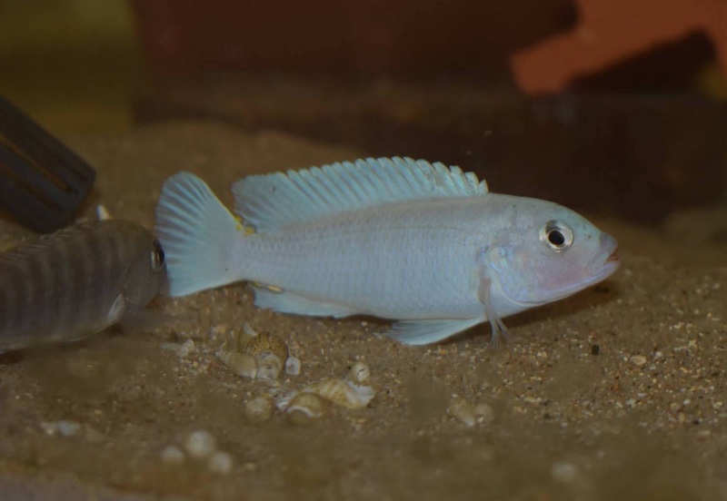 Chindongo sp. 'burrower' Chidunga Rocks